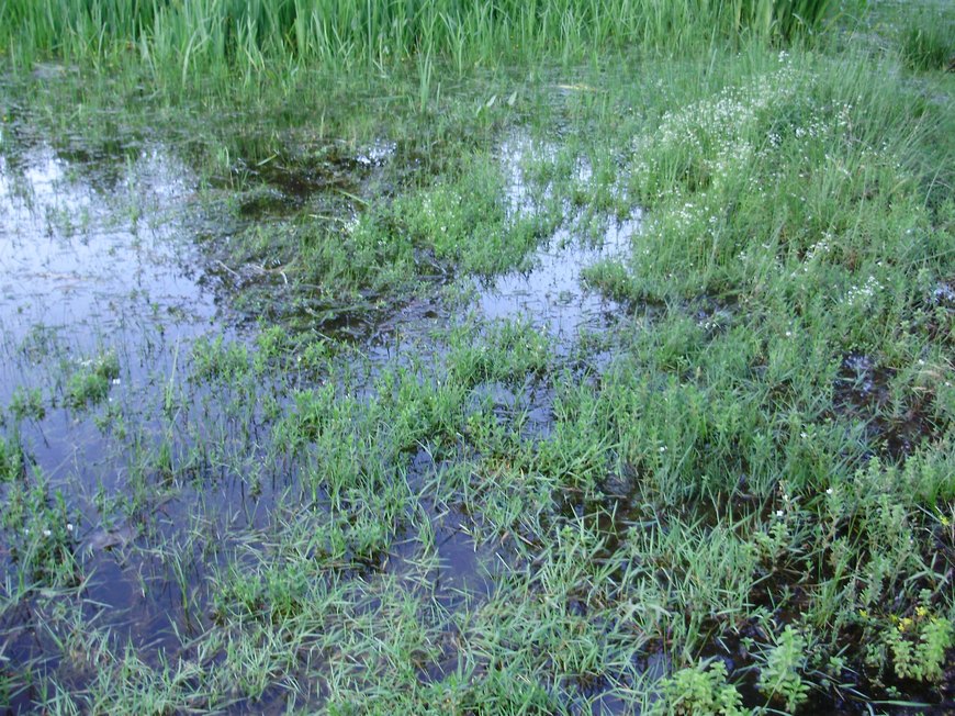 Tipologie di habitat dell''ululone nella collina atesina